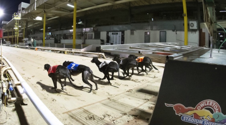 Sheffield Greyhound Sale